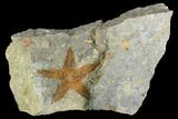 Ordovician Starfish (Petraster?) - Morocco #100119-1